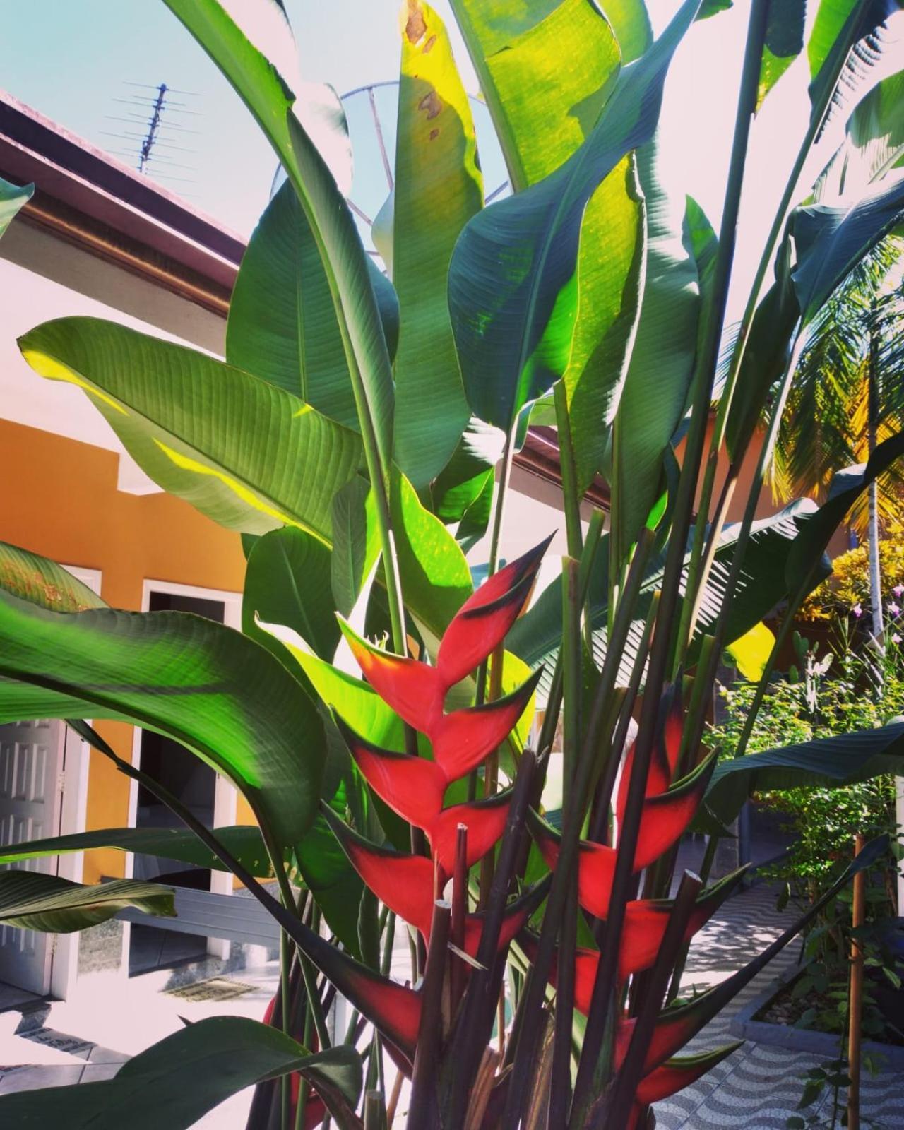 Pousada Vila Do Sonho 帕拉蒂 外观 照片
